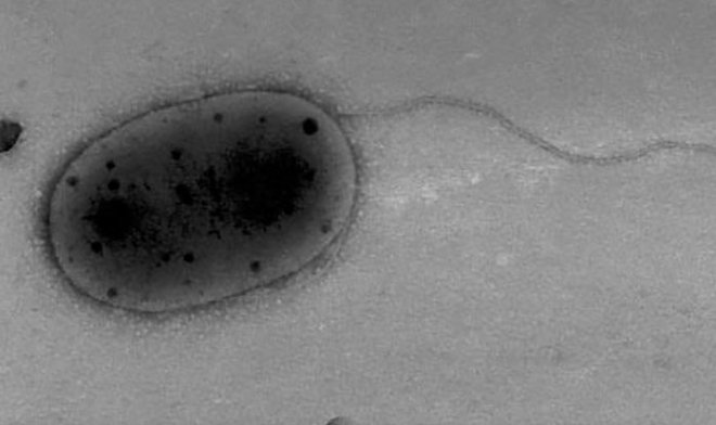 На МКС обнаружены неизвестные науке микроорганизмы 