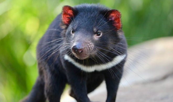 На материковой Австралии получили потомство тасманского дьявола – впервые за 3000 лет 