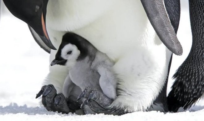Из-за глобального потепления императорские пингвины могут полностью исчезнуть уже к концу этого века 