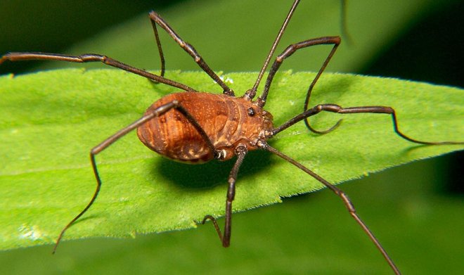 Ученые из любопытства превратили длинноногих пауков-сенокосцев в коротконогих 