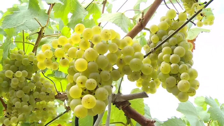 Урожай винограда в Краснодарском крае резко сократится из-за наводнений