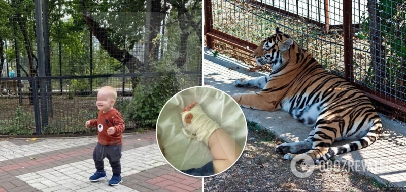 В Крыму тигр откусил палец годовалому ребенку в парке. Фото и детали трагедии