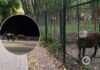 В Тернопольском зоопарке, откуда сбежали буйволы, обнаружили сибирскую язву
