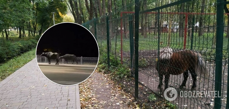 В Тернопольском зоопарке, откуда сбежали буйволы, обнаружили сибирскую язву