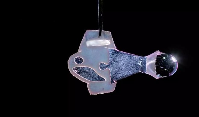 Биогибридная рыбка-робот из клеток человеческого сердца плавает и самостоятельно развивается 