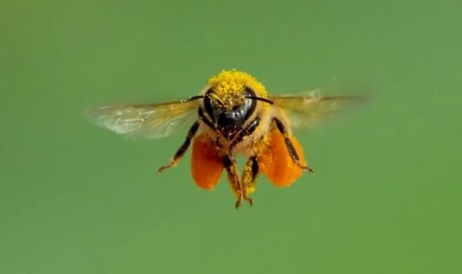 Почему пчелы падают, когда пролетают над зеркалом 