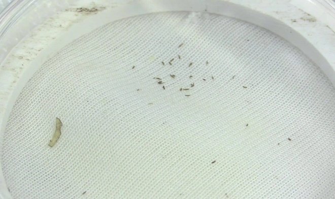 Ткань-лабиринт убережет растения даже от самых мелких насекомых 