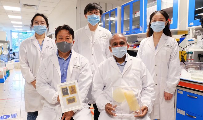 Ученые создали многоразовую экобумагу из пыльцы подсолнуха 