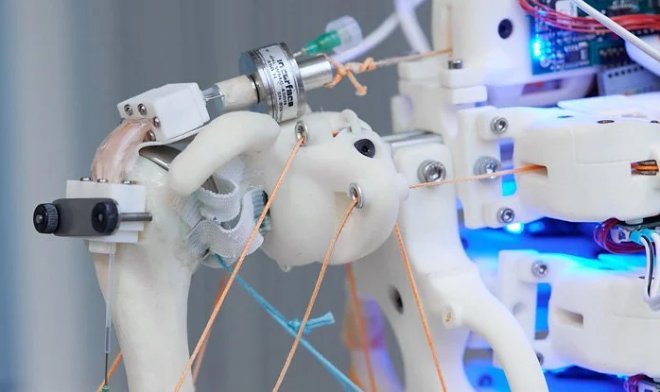 Роботизированное плечо поможет вырастить идеальные сухожилия для трансплантации 