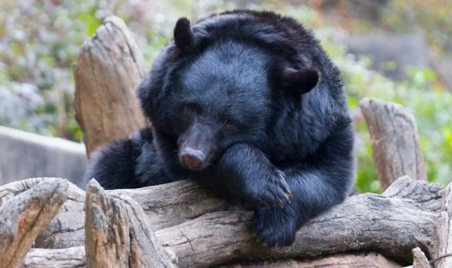 Японские ученые ищут разгадку секрета медвежьей крови 