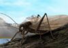 Ученые воссоздали звуки давно утерянного насекомого, чтобы вновь отыскать его