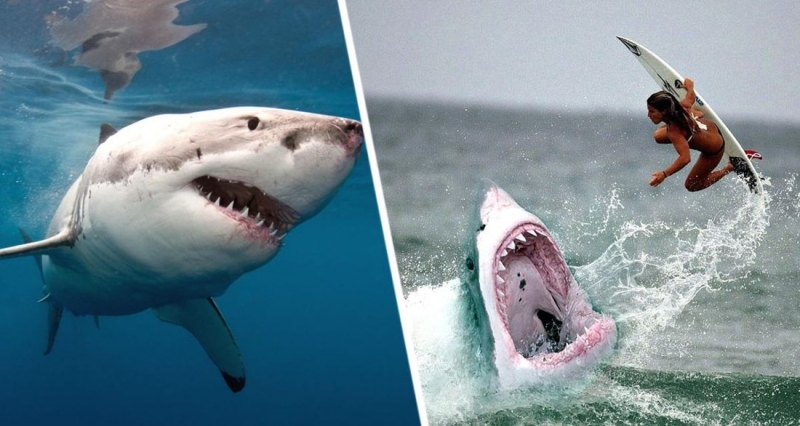 Бычья акула убила туристку на популярном курорте