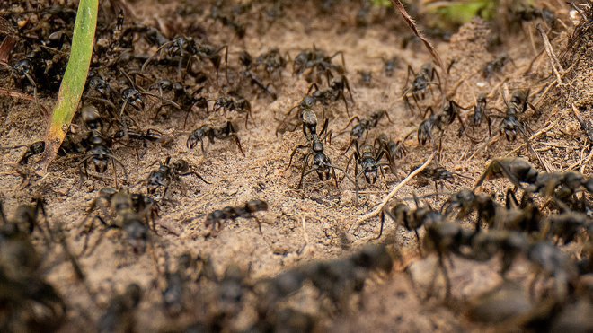 Немецкие ученые подсчитали всех муравьев на Земле 