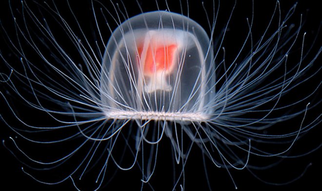 Секрет бессмертия достался медузе размером меньше человеческого ногтя 