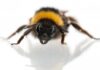 Впервые в истории науки пчел застали за игрой в мячик