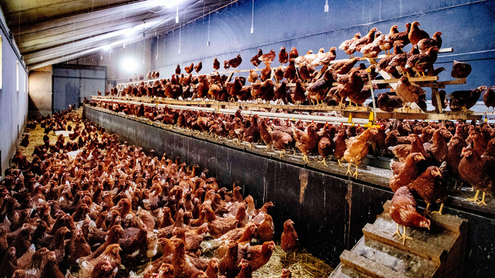 Нидерланды, крупнейший поставщик мяса ЕС, закроет 3000 ферм