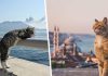 Российская туристка в Турции неожиданно поняла почему там о человеке судят по кошкам