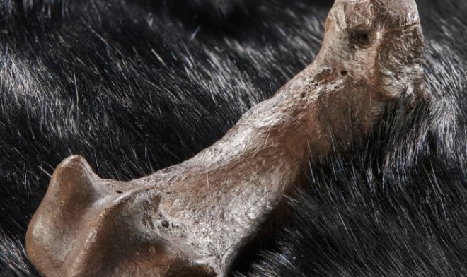 320 тысяч лет назад в моде были шкуры смертельно опасных пещерных медведей 
