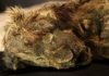 Якутская мерзлота идеально сохранила пещерного львенка возрастом 28000 лет