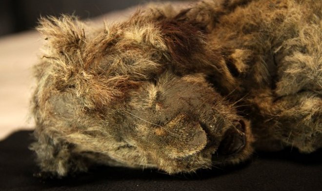 Якутская мерзлота идеально сохранила пещерного львенка возрастом 28000 лет 