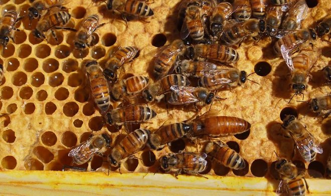 В США одобрена первая в мире вакцина для пчел 