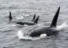 Атлантические касатки обучают своих детенышей атаковать лодки и яхты