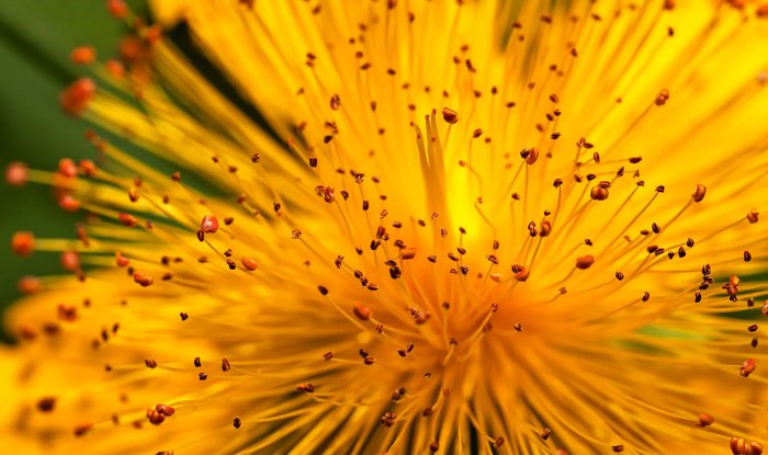 Насекомые опылили первый цветок 140 млн лет назад — и это были не пчелы 