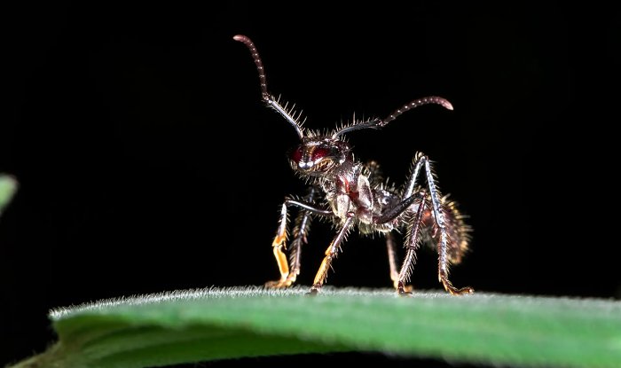 Ученые раскрыли секрет самого болезненного укуса насекомого в мире 