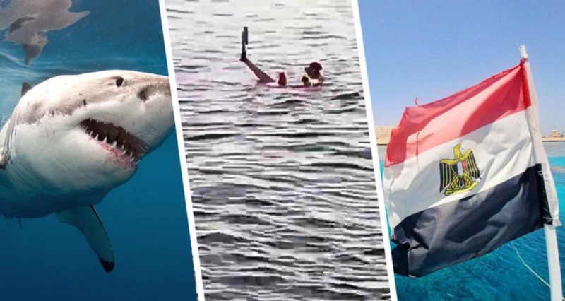 В Хургаде опять обострилась тема с акулами: власти решили действовать радикально