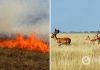 Биосферный заповедник »Аскания-Нова» снова пылает: в огне около 7 тыс. га. Видео