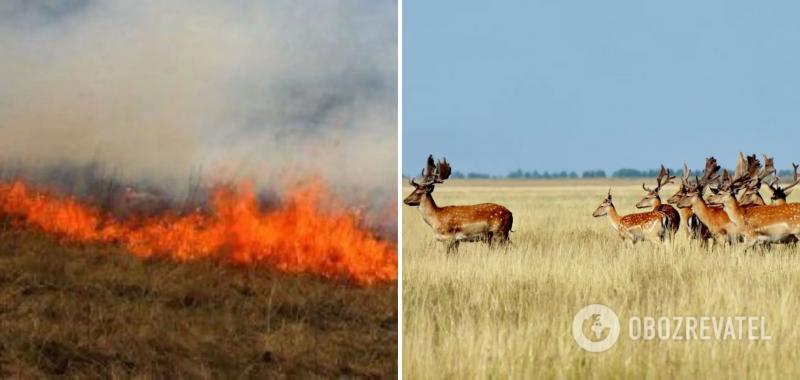 Биосферный заповедник ''Аскания-Нова'' снова пылает: в огне около 7 тыс. га. Видео
