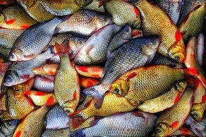 Покупка рыбы: на что обратить внимание и как правильно солить