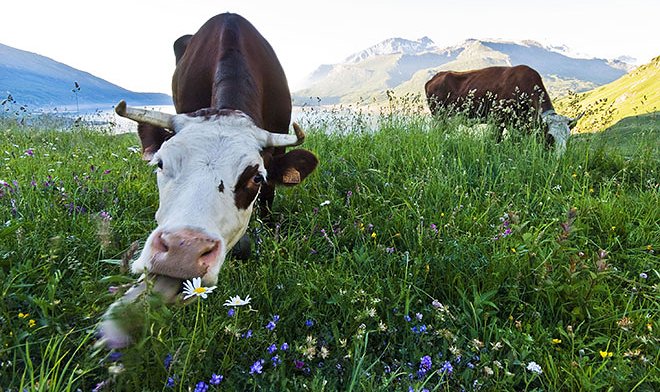 Учеными УрО РАН выведена люцерна нового сорта, повышающая удой коров 