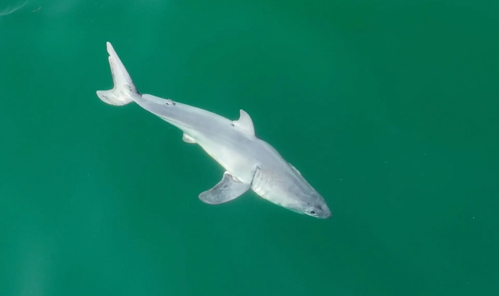 Ученые впервые в истории получили снимок новорожденного детеныша белой акулы 