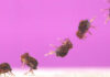 Крошечный жучок Dicyrtomina minuta умеет делать самое быстрое сальто в мире