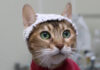 Ученые вяжут шапочки для кошек, чтобы незаметно снимать с них ЭЭГ