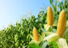 В Казани придумали, как продуктивно выращивать кукурузу