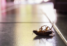 Тараканы выделяют опасные вещества, которые загрязняют воздух помещений