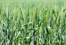 В Казани придумали, как улучшить урожайность озимых сортов пшеницы