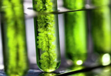 В ТулГУ удалось создать саморазлагающийся пластик из растений