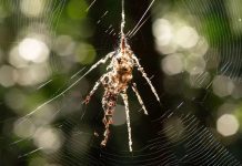 Ради выживания пауки-кругопряды создают из паутины собственных гигантских двойников