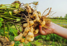 В России вывели новые сорта арахиса, чтобы уйти от его импорта