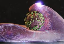 Новый микроскоп позволил ученым впервые увидеть, как вирус проникает в живую клетку