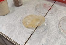 В Новосибирске придумали, как делать электроизоляцию из травы