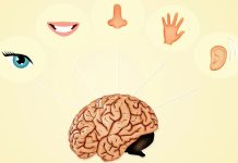 Экспериментальная технология способна заменить утраченное обоняние осязанием