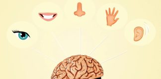 Экспериментальная технология способна заменить утраченное обоняние осязанием