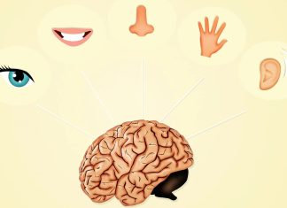 Экспериментальная технология способна заменить утраченное обоняние осязанием