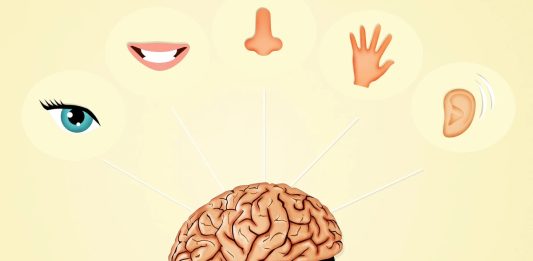 Экспериментальная технология способна заменить утраченное обоняние осязанием