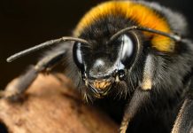 Шмели умеют «заражать» друг друга оптимизмом