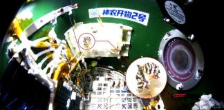 На китайской космической станции «Тяньгун» вывели бабочку в условиях невесомости